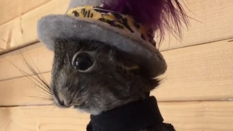 Gord Downie, as squirrel: Yukon woman makes art from animals