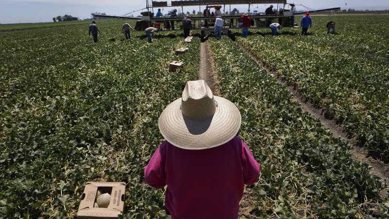 Workers harvest cantaloupes from fields near Firebaugh, Calif., on Friday July 25, 2014.