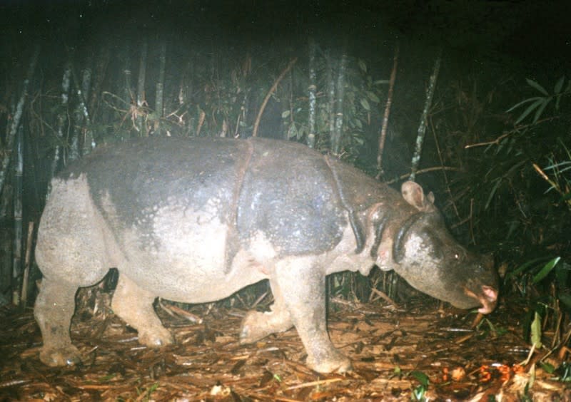 Javan Rhino – The Javan rhino is probably the rarest large mammal on the planet, with no more than 50 left in the wild and none in captivity. World Wildlife Fund has put together a top 10 list of endangered species to be on the look-out for in 2012. © Greater Mekong / WWF-Canon <br> <br> <a href="http://WorldWildlife.org/how" rel="nofollow noopener" target="_blank" data-ylk="slk:Help protect their future by visiting www.WorldWildlife.org/how to see what you can do to make a difference for our planet.;elm:context_link;itc:0;sec:content-canvas" class="link ">Help protect their future by visiting www.WorldWildlife.org/how to see what you can do to make a difference for our planet. </a>