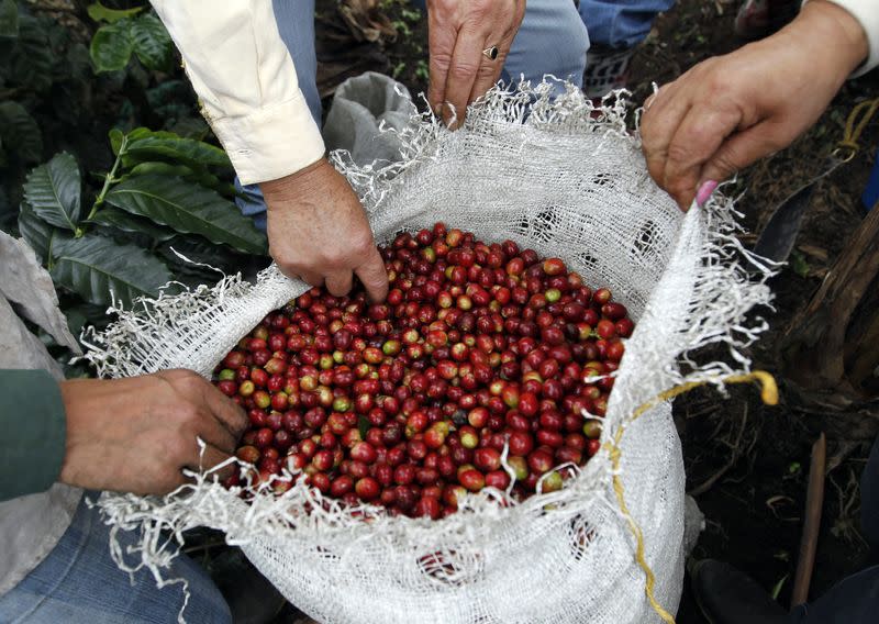 Foto de archivo. Cultivadores inspeccionan el café recogido en una plantación cerca de Viota, en el departamento de Cundinamarca