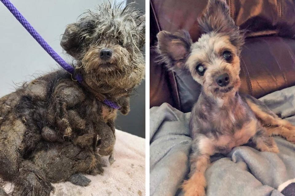 Before and after shots of Godiva for the Wahl Dirty Dogs Contest