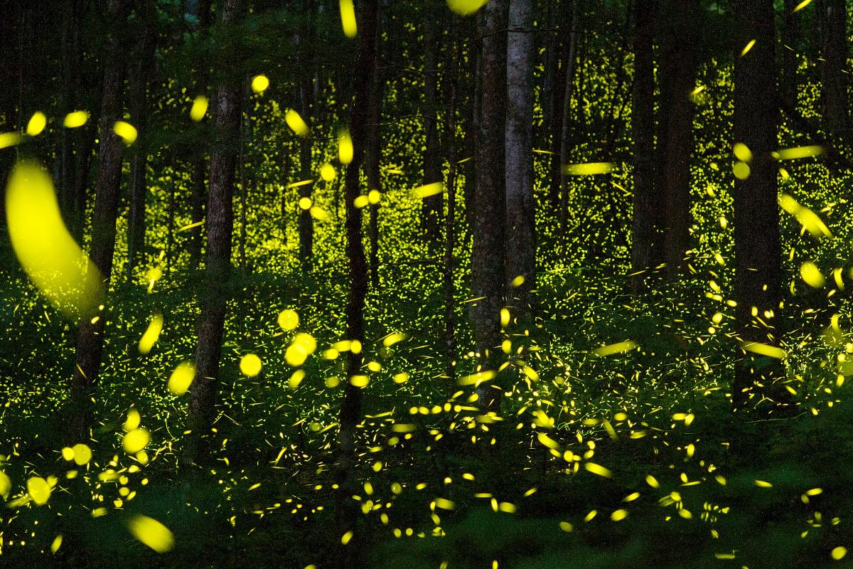 How to see synchronous fireflies in Great Smoky Mountains 2025 lottery