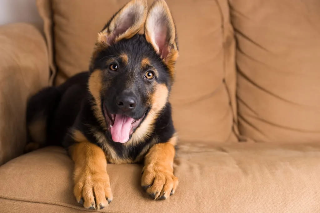 German Shepherd on sofa