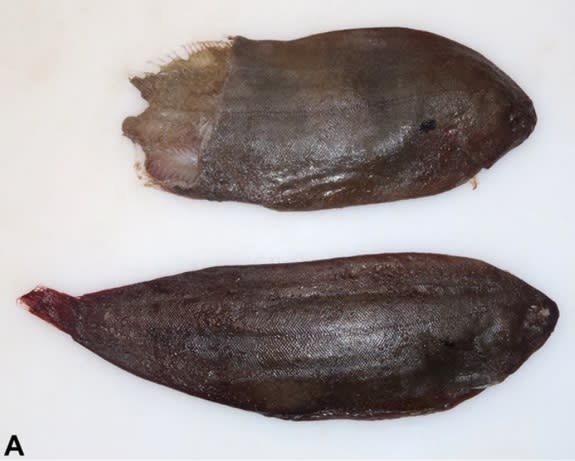 The common sole (<i>Solea solea</i>) recovered from the female whale's nasal cavity (top) and esophagus (bottom).