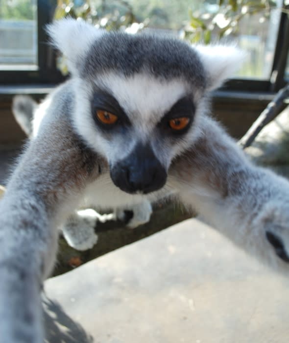 lemur-selfie-london-zoo