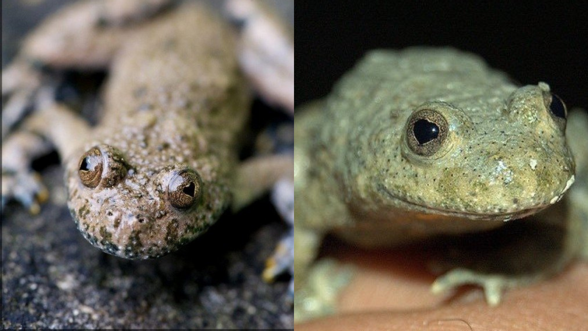 Two frogs with heart-shaped pupils are shown side by side. 