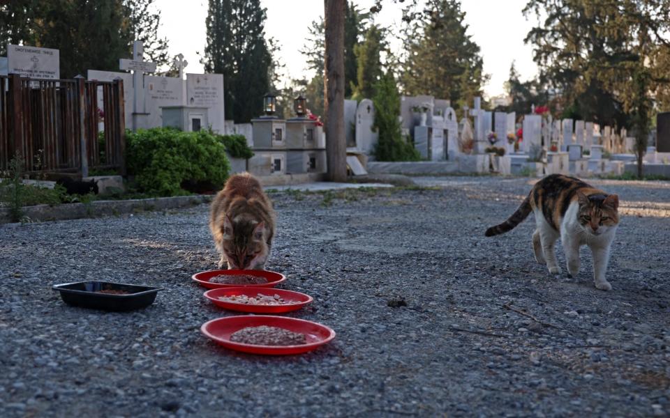 A stray cat eats at a cemetery in Nicosia