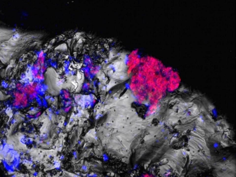 Image showing cyanobacteria (red fluorescent marks) attached to rock fragments extracted from deep below the ground (PNAS)