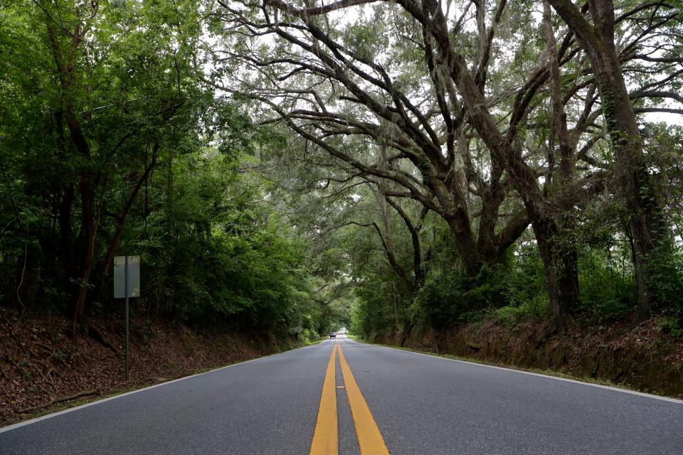 Centerville Road is one of many canopy roads in Tallahassee. 