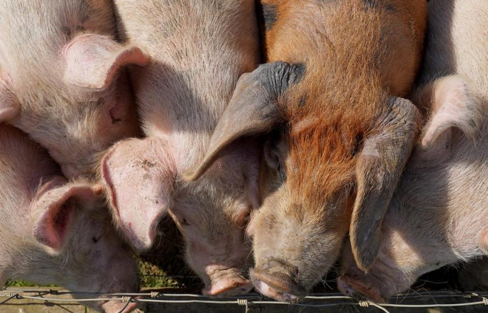 Pigs and poultry sent to slaughter are often stunned with high concentrations of CO2 (PA) (PA Wire)