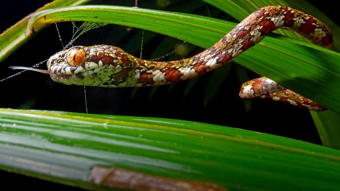  DiCaprio's snail-eating snake (Sibon irmelindicaprioae). This snake has an alternating striped cream and dark brown underbelly and alternating stripes of tan and dark brown on top. It also has a set of large orange eyes. 