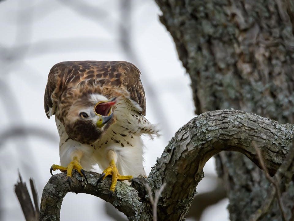 Crap Wildlife Photography FB Group