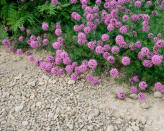 <p> If you&apos;re incorporating garden gravel in your rock garden, try to use landscaping materials that are similar in color to avoid an incoherent look. One way to ensure that materials you are using look at home in your garden is to shop local. &apos;Use local rock, it will fit in better to the local surroundings, look more realistic and is better for your carbon footprint,&apos; advises Kristina Clode. </p> <p> &apos;This will also mean that the materials feel inherently at one with the surroundings and this is key for any rock garden, large or small. Use local stone and gravel and the garden will feel at home.&apos; </p> <p> The way to use gravel as a modern paving in your rock garden is to mulch any bare soil around your plants. &apos;This will help to cut down on weeds and water loss,&apos; advises Angela Slater, gardening expert at Hayes Garden World. </p>