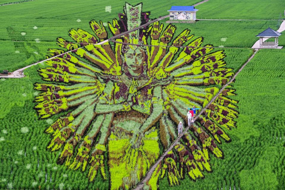 An aerial view of a 3D rice field painting of Guan Yin at an agriculture industrial park in 2021 in Shenyang, China. <a href="https://www.gettyimages.com/detail/news-photo/aerial-view-of-a-3d-rice-field-painting-of-thousand-hand-news-photo/1329044233?adppopup=true" rel="nofollow noopener" target="_blank" data-ylk="slk:Zhang Wenkui/VCG via Getty Images;elm:context_link;itc:0;sec:content-canvas" class="link ">Zhang Wenkui/VCG via Getty Images</a>