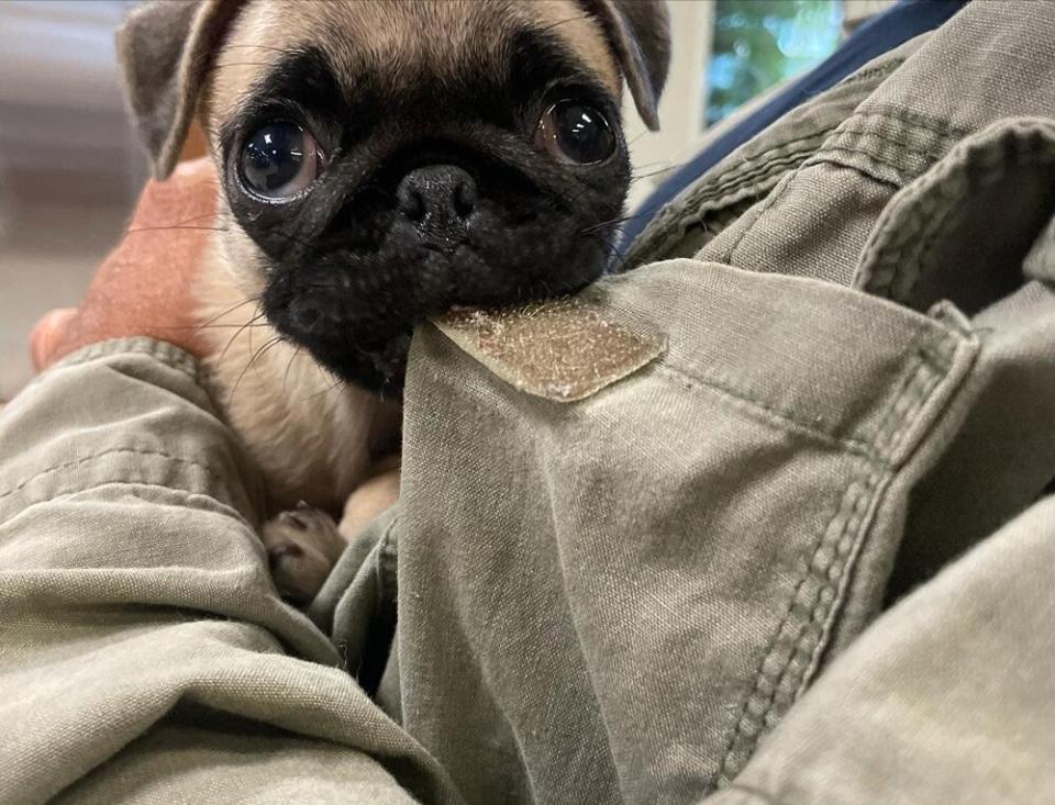 Puppy with upside down paws passes away