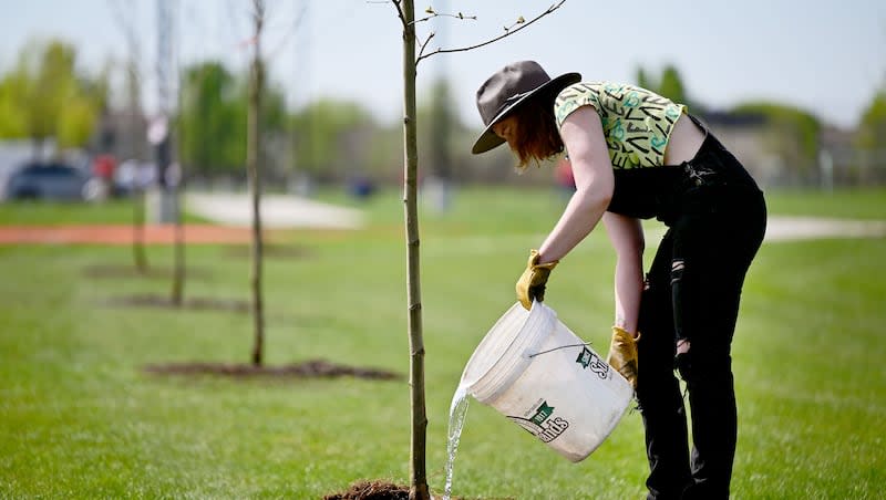 Kailey Lloyd pours water on a newly planted tree as she joins Salt Lake City Department of Public Lands and other community volunteers for a combined Earth Day and Arbor Day celebration to plant more than 250 trees at the Regional Athletic Complex in Rose Park on Monday, April 22, 2024.
