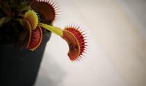 A Venus flytrap is seen rigged with two electrodes during an experiment in a lab at Nanyang Technological University in Singapore