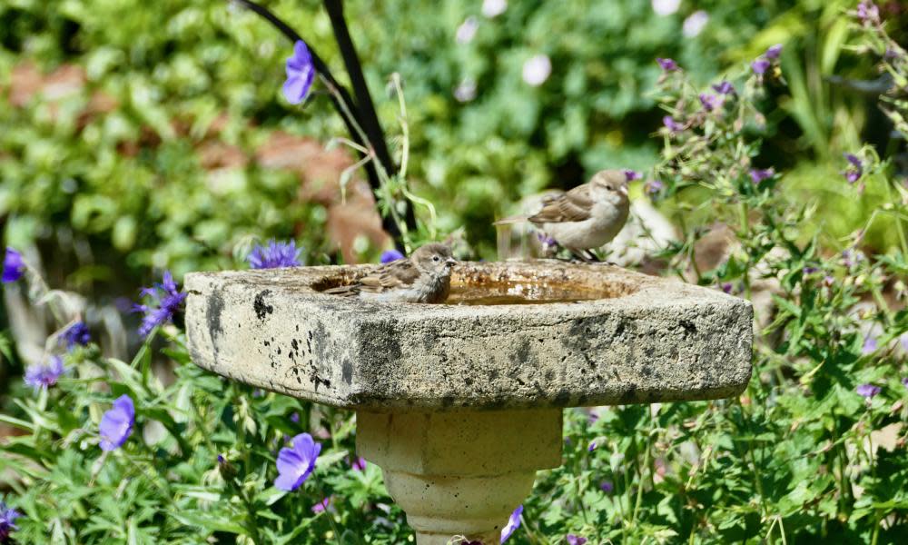 <span>Photograph: Geoffrey Swaine/Rex/Shutterstock</span>