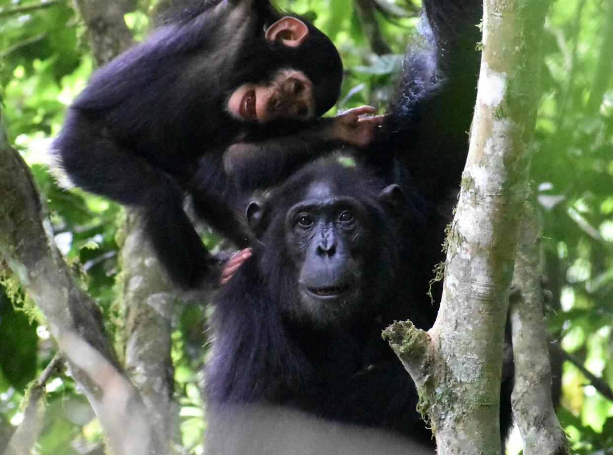 Chimp mothers take on the critical role of playmate with their young. Kris Sabbi