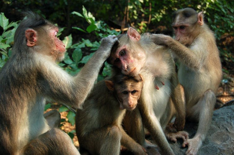 A group of monkeys