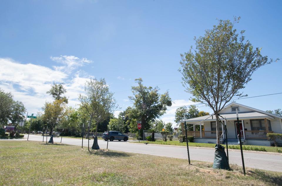 Newly planted trees along North Sixth Avenue at the intersection of East Maxwell Street in Pensacola on Monday, Oct. 9, 2023.