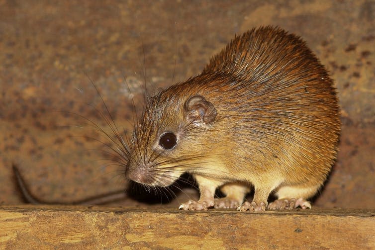 Small golden coloured rat.