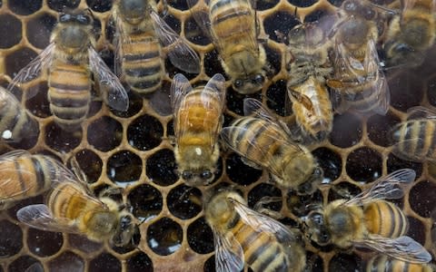 File image of bees working on their hive