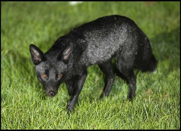 Rare black fox caught on camera in Yorkshire