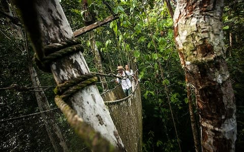 Passengers can leave Delfin I and explore the rainforest from high canopy walkways - Credit: RODRIGO RODRICH