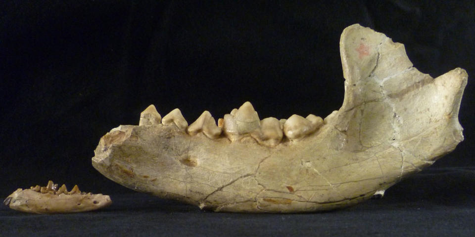 The newly reclassified beardog <em>Angelarctocyon australis</em> (Field Museum specimen no PM 423) had a much smaller jawbone (left) than that of the larger <em>Amphicyon riggsi</em> (right, Field Museum specimen no. P 12029), which lived around 22 million years later. <cite>copyright Susumu Tomiya, The Field Museum</cite>