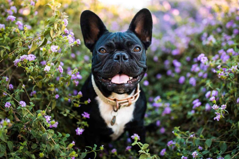Purple Collar Pet Photography / GETTY IMAGES
