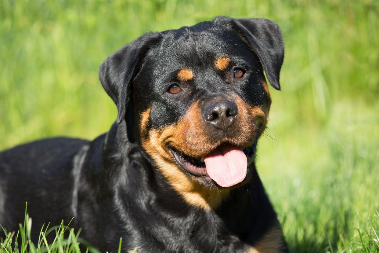 nice Rottweiler in garden