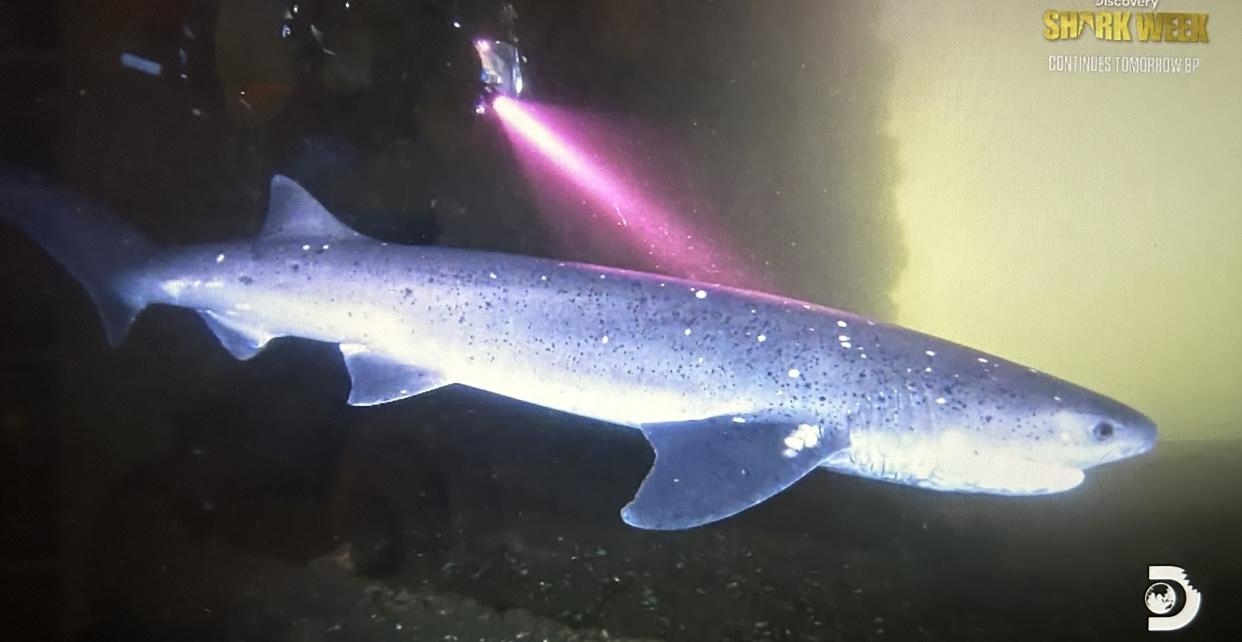 A broadnose sevengill shark is featured in 'Alien Sharks: Strange New Worlds'