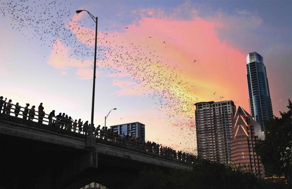 Austin's Congress Avenue Bridge hosts the largest bat colony in North America