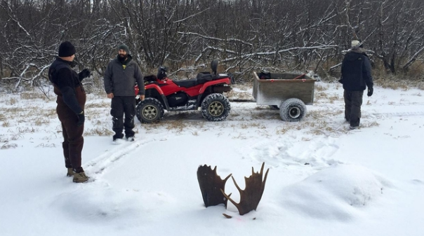 A local science teacher took photos of the animals poking through the ice. Photo: Supplied.