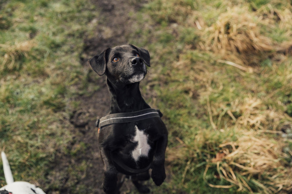 La Pattedale Terrier avait disparu juste après son adoption, à 5 ans (image d'illustration : Getty Images)