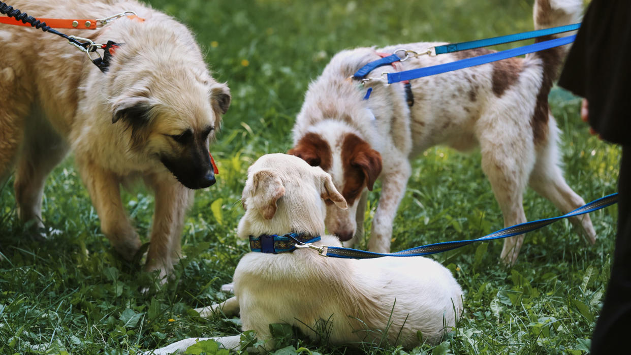  Dogs socializing. 