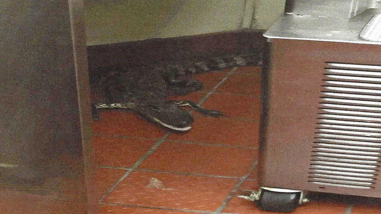 Investigators say Joshua James admitted throwing this alligator through the window of a Wendy's restaurant in Loxahatchee, Fla. The man's parents say he did it as a prank. (Florida Fish and Wildlife Conservation Commission via AP)