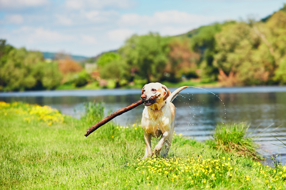 A labrador fetching a big stick from a river<p>Jaromir Chalabala via Shutterstock</p>