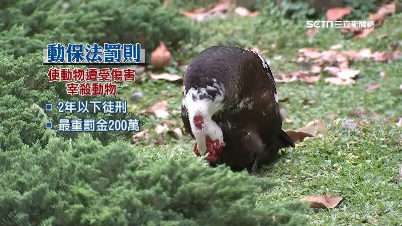 法定虐待動物最重可判處2年徒刑、罰金200萬。