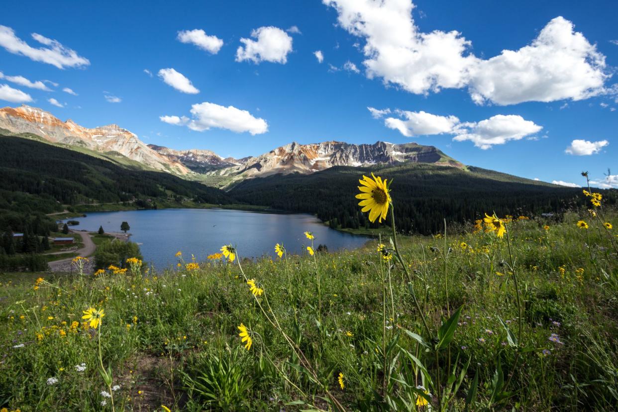 Flowers over Trout Lake in Colorado