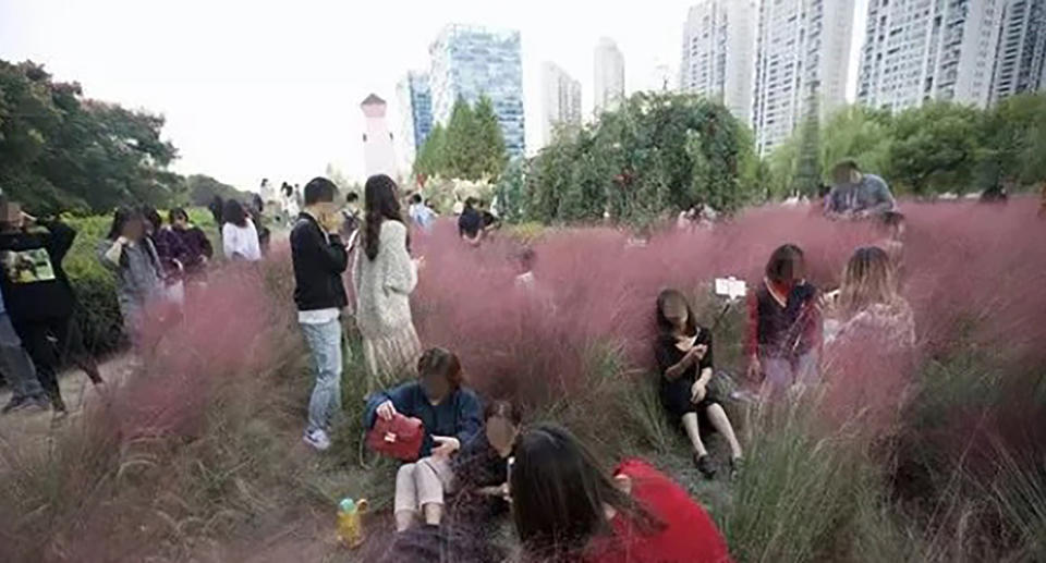 Photos show scores of selfie-obsessed visitors lying in the field and trampling on the long ornamental grass.