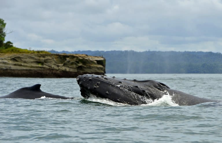 Scientists believe that humpback whale mothers and calves communicate by "whisper" to avoid predators