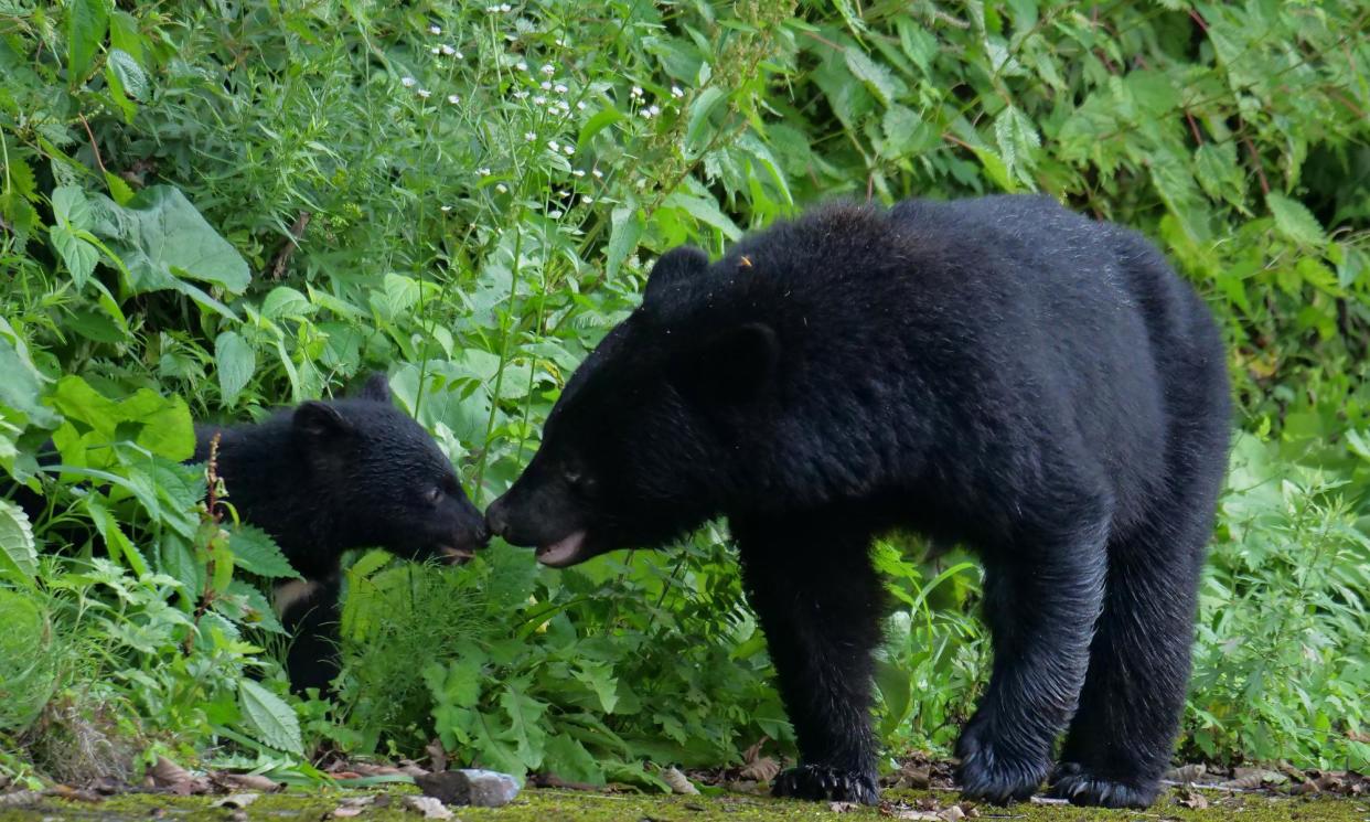 <span>Japan is to trial an AI-warning system in a bid to prevent bear attacks, after a record number were logged over the past year.</span><span>Photograph: Yoshihiro Sato</span>