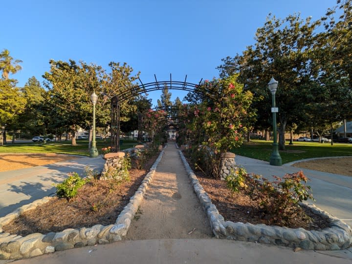 Park rose garden taken with Google Pixel 8a.