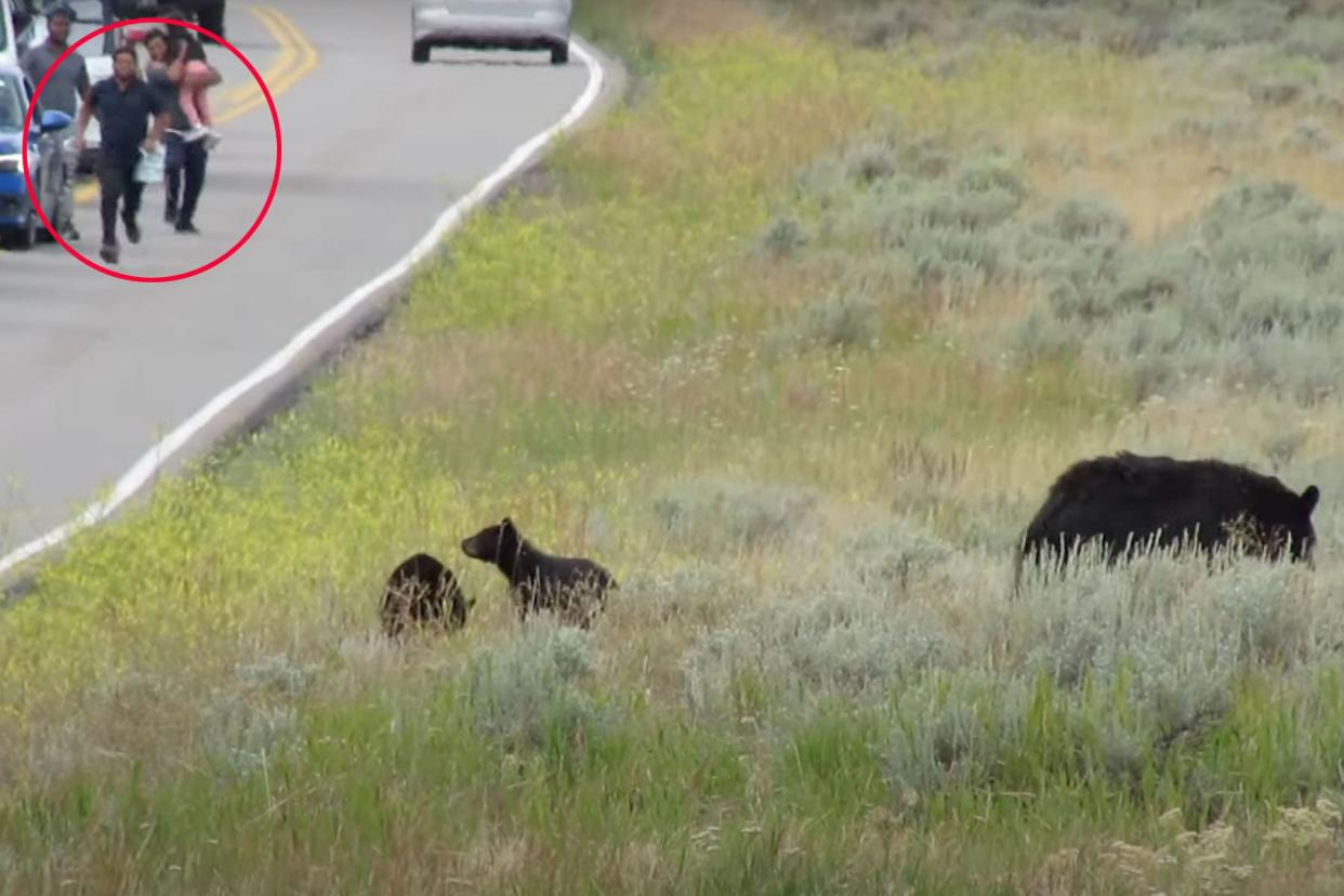 Watch a Group of Tourists Sprint Toward a Bear with Cubs in Yellowstone photo