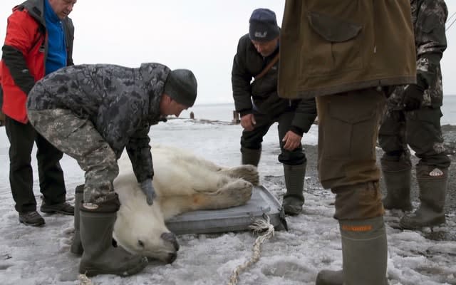 Russia Polar Bear’s Journey