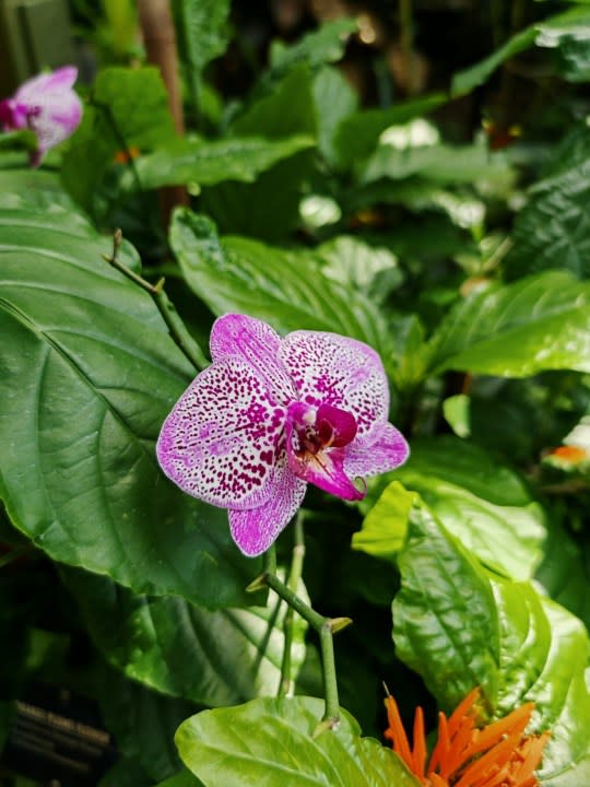 A photo of a bright pink flower, taken with the Honor Magic 6 RSR.