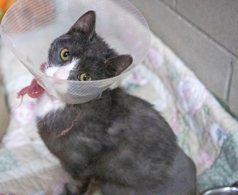 Animal Rescue League trying to save cat who was found with severe burns