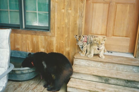 bear-lion-tiger-zoo-same-enclosure-best-friends-zoo-georgia